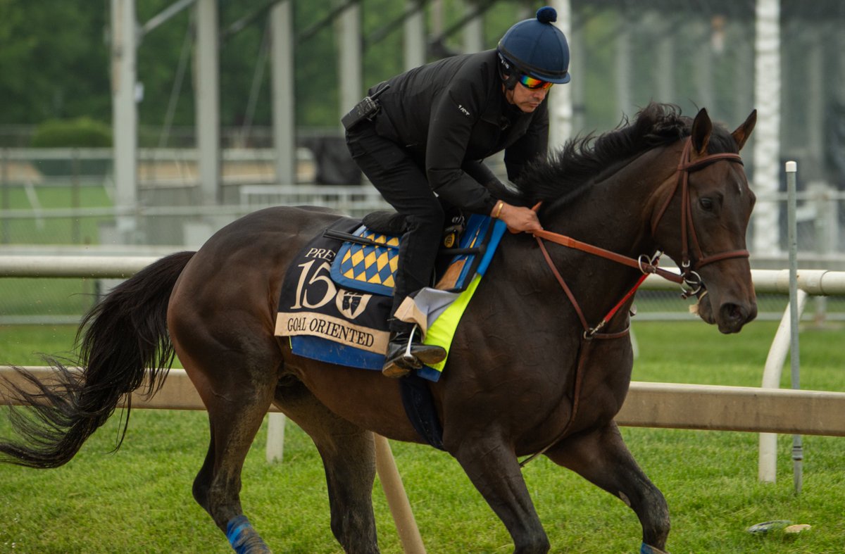 Agentes305 (@agentes305) on Twitter photo GOAL ORIENTED looking good in his first gallop around the wet track at Pimlico this morning, <a href="/hutagomez_gomez/">Humberto Gomez</a> up for HOF Trainer Bob Baffert and the colors of <a href="/StarlightRacing/">Starlight Racing</a> <a href="/MadaketStables/">MadaketStables</a> <a href="/TomRyanKY/">Tom Ryan</a>
GOAL ORIENTED luciendo muy bien en su primer galope alrededor de la pista GOAL ORIENTED looking good in his first gallop around the wet track at Pimlico this morning, <a href="/hutagomez_gomez/">Humberto Gomez</a> up for HOF Trainer Bob Baffert and the colors of <a href="/StarlightRacing/">Starlight Racing</a> <a href="/MadaketStables/">MadaketStables</a> <a href="/TomRyanKY/">Tom Ryan</a>
GOAL ORIENTED luciendo muy bien en su primer galope alrededor de la pista