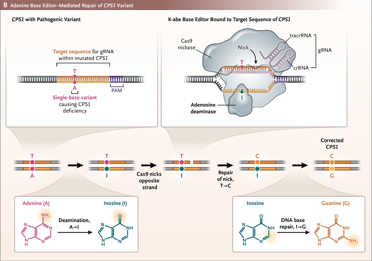 EricTopol's tweet image. Today "a milestone in the evolution of personalized therapies for rare & ultra-rare inborn errors of metabolism"
—the 1st human to undergo custom genome editing
—outgrowth of decades of NIH funded research
nejm.org/doi/full/10.10…
nejm.org/doi/full/10.10… @NEJM…