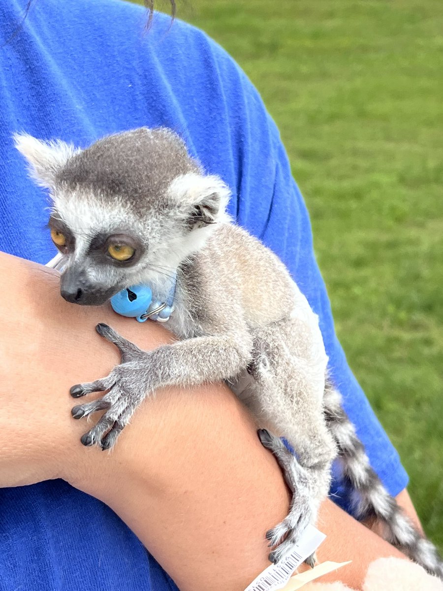 Darren Leach (@darrenleach33) on Twitter photo Sometimes, when you can’t get to the zoo, it’s good to bring the zoo to you. It was great having C.W. Farms on campus with all of their cute, furry critters. #loveservecare #alwaysgoodthingshappeningatcrcs <a href="/ACSchoolsTN/">Anderson County Schools TN</a> <a href="/nate_stecker/">Nate Stecker</a> Sometimes, when you can’t get to the zoo, it’s good to bring the zoo to you. It was great having C.W. Farms on campus with all of their cute, furry critters. #loveservecare #alwaysgoodthingshappeningatcrcs <a href="/ACSchoolsTN/">Anderson County Schools TN</a> <a href="/nate_stecker/">Nate Stecker</a>