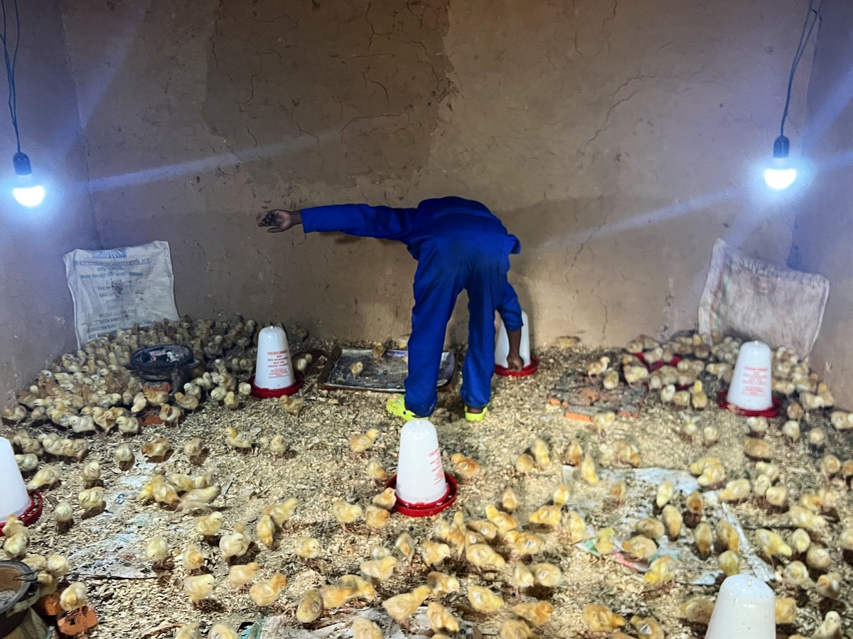 Lee_Fabricee's tweet image. In Mataba Village, located in Nkoto Cell of Murambi Sector, @KarongiDistr, beneficiaries of the #PRISM project are preparing to uplift their community by donating 750 chickens to neighboring households. 

This initiative is part of a broader, community-led effort to combat…