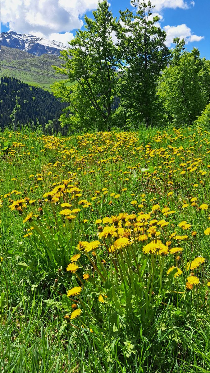 ale_nidi's tweet photo. La natura prende quota.
15 maggio 2025, @pratonevoso_ 🌼

#pratonevoso #pratonevososki #onelove #natura #nature #instapic #picoftheday https://t.co/nUNZAyWu3Y
