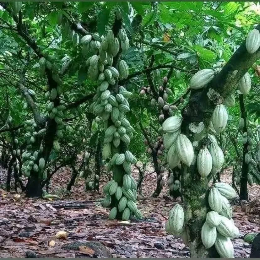 ModernAgri_Tips's tweet image. Young Cocoa Farmers:
Cocoa takes time to mature, but your income doesn’t have to wait! 🌾💡
Engage in short-term crops like maize, vegetables, or legumes between rows. It boosts soil health and your wallet while your trees grow. 🌰💪🏾 #CocoaFarming #YouthInAg #AgriTips #FarmSmart
