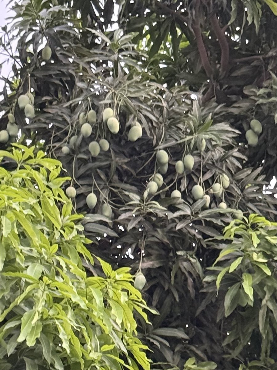 It’s the season of awesome Mangoes 🥭😊👍 at our home in Patna, India ❤️ there are several fun memories and methods of plucking and relishing 😊🙏