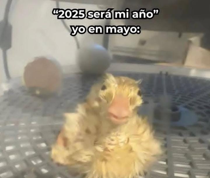 asadodepato's tweet photo. Cuantos patitos más asi? 😭 https://t.co/5Rb5snE3UH