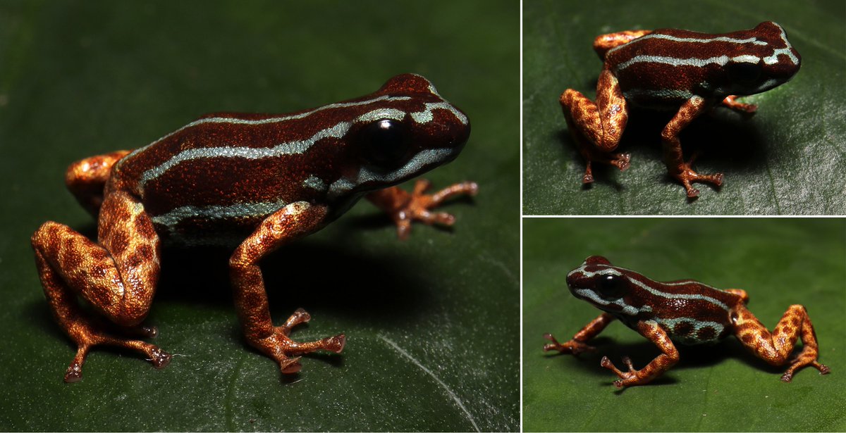 #NewSpeciesAlert - 𝑅𝑎𝑛𝑖𝑡𝑜𝑚𝑒𝑦𝑎 𝑎𝑒𝑡ℎ𝑒𝑟𝑒𝑎, a "heavenly" new species of poison dart frog is described from open forests of the Juruá River Basin, Amazonia, Brazil.
🔓 journals.plos.org/plosone/articl…