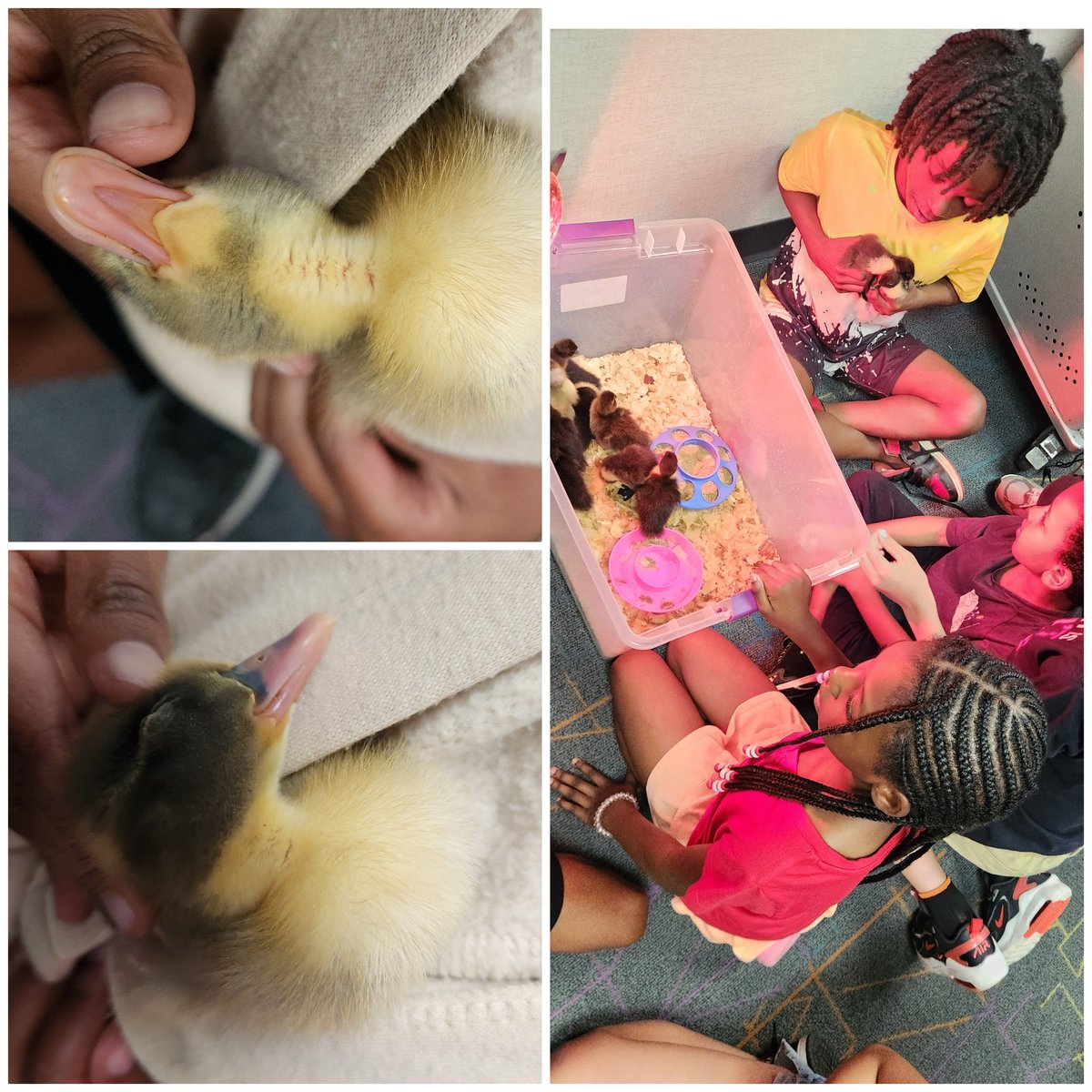 Melissa Clark (@melissakclark) on Twitter photo My class got to babysit the ducklings for <a href="/Cytwirler/">Allison Arnold-Kempers</a> today - most adorable creatures ever!
<a href="/CWChamps/">Chapelwood Elementary</a>
#wearewayne My class got to babysit the ducklings for <a href="/Cytwirler/">Allison Arnold-Kempers</a> today - most adorable creatures ever!
<a href="/CWChamps/">Chapelwood Elementary</a>
#wearewayne