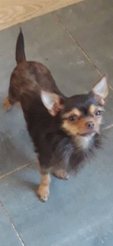 millypod1's tweet photo. π11 MAY 2025 #Lost NARLA #ScanMe #StillMissing OLDER Brown/Light Brown Chihuahua Cross Female
Marton Drive, Victoria ward of #Blackpool #Lancashire #FY4
Last seen near the gurker Waterloo Road area Blackpool
https://t.co/8pfECH9sMr https://t.co/NKM9tnVWSy