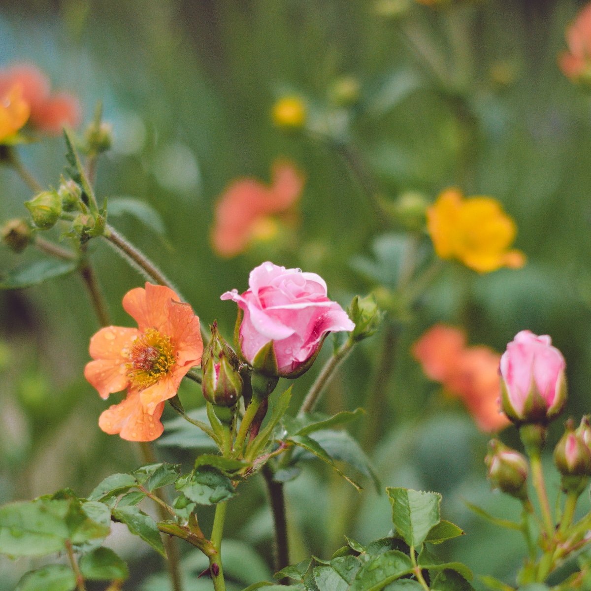 Jollyghost_'s tweet photo. Flowers innit, also Hello, T̶w̶i̶t̶t̶e̶r̶  X https://t.co/iveaTgAnTW