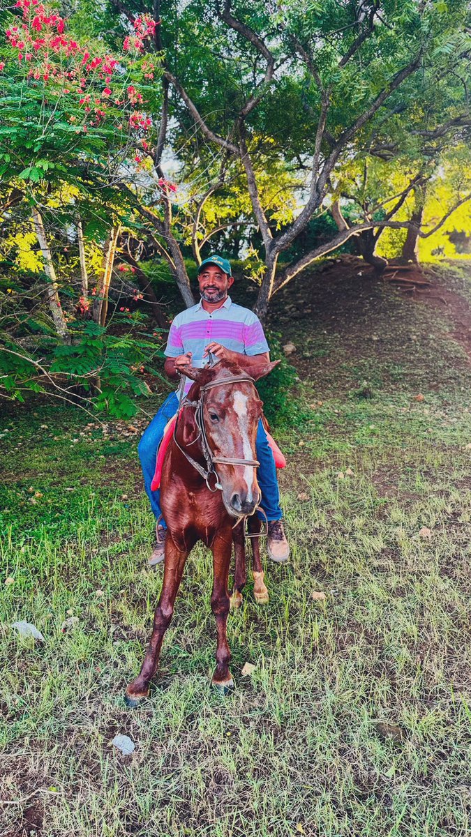 mhdhamad's tweet image. Power beneath me, peace within me.🐴🌿  

#EquestrianStrength #Horsepower #RiderLife