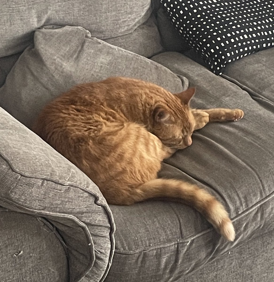 JacK_GingerCat's tweet image. Another day in the garden 🪴 - but a bit breezy!
Time for an early night! 💤
Nose bumps to all.
JacK 🐾🐾
#CatsOfTwitter #CatsOfX
