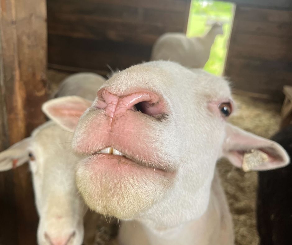 A few of our friends wanted to say hello… and maybe ask if you brought snacks 🐽💛

🐑 Malcolm
🐖 Mario
🚛🐑 Bean
🐏🐏 Chicco &amp; Seamus
😋🐑 Bean (again!)
🐐🐐 Lonnie &amp; Sven

💛

📸 What’s your favorite moment from the Sanctuary? Let us know in the comments!