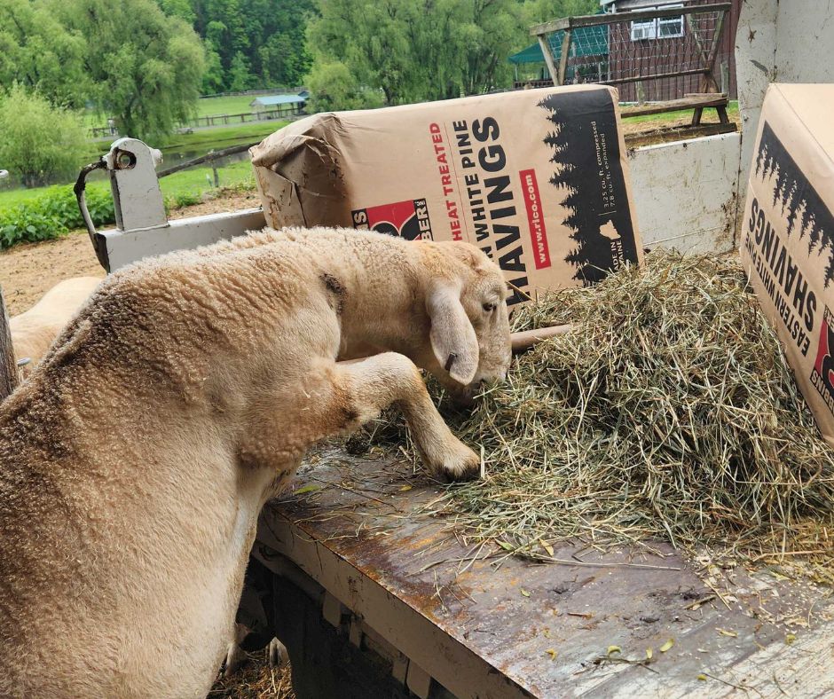 CASanctuary's tweet photo. A few of our friends wanted to say hello… and maybe ask if you brought snacks 🐽💛

🐑 Malcolm
🐖 Mario
🚛🐑 Bean
🐏🐏 Chicco &amp; Seamus
😋🐑 Bean (again!)
🐐🐐 Lonnie &amp; Sven

💛

📸 What’s your favorite moment from the Sanctuary? Let us know in the comments! https://t.co/2NYXyYRUJ2
