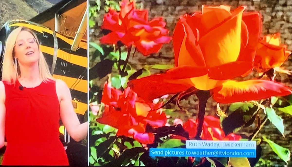 Ruth Wadey tweet media