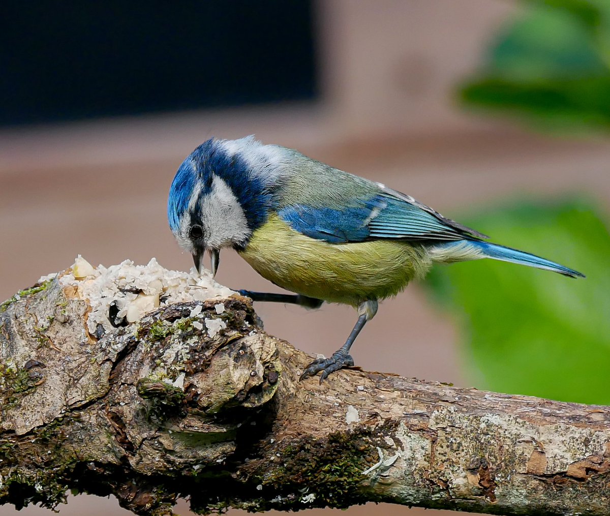Nick (@nickyperry82) on Twitter photo With each chick being able to eat up to 100 caterpillars a day the garden blue tits are doing a fine job constantly bringing in food and stocking up on energy themselves.
#TwitterNatureCommunity
<a href="/Natures_Voice/">RSPB</a> <a href="/WildlifeMag/">BBC Wildlife</a>
<a href="/BBCSpringwatch/">BBC Springwatch</a>
#NatureTherapy🏴 With each chick being able to eat up to 100 caterpillars a day the garden blue tits are doing a fine job constantly bringing in food and stocking up on energy themselves.
#TwitterNatureCommunity
<a href="/Natures_Voice/">RSPB</a> <a href="/WildlifeMag/">BBC Wildlife</a>
<a href="/BBCSpringwatch/">BBC Springwatch</a>
#NatureTherapy🏴