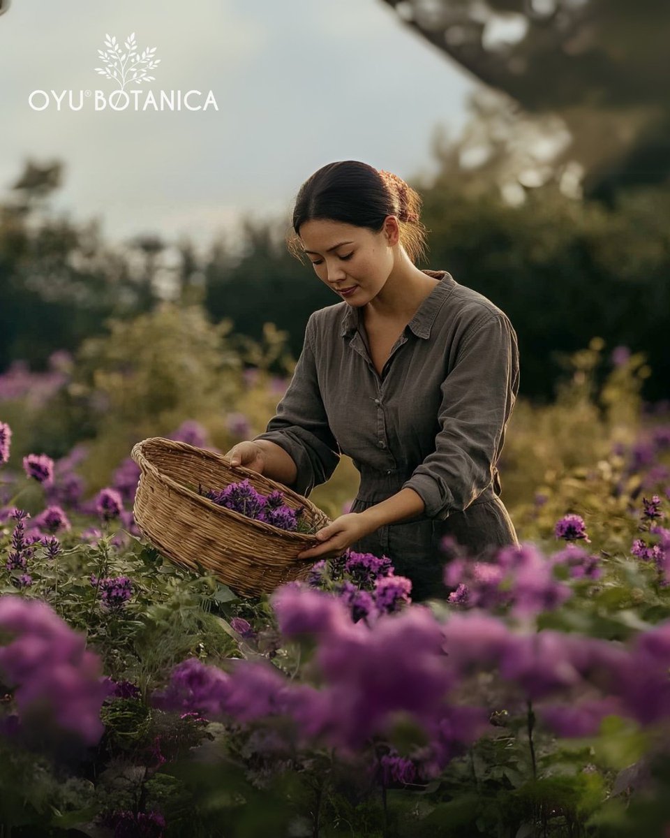 ✨ Your glow has a story. And it starts in the windswept steppes of Mongolia.

Before serums, there were seabuckthorn berries. Before moisturizers, there was goat milk and tallow—passed down through generations of nomadic wisdom. 🐐🌿🍊