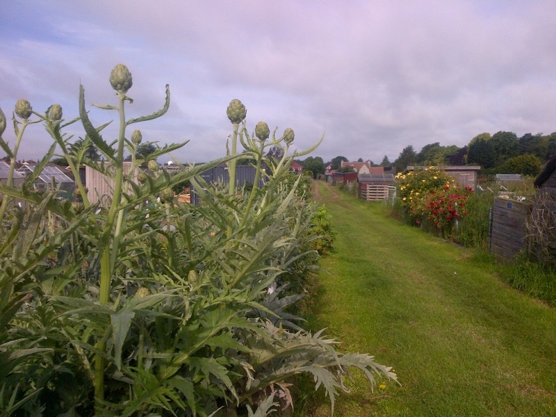 OPEN SATURDAY 17TH 11.30-3.30
Willoughby Road Allotments
 PE21 9HN
Five acres comprise 60 plots,vegetables, fruit, flowers,herbs.Orchard,wildflower area.Artwork created by Bex Simon. Cafe is now open to the public on site. #NGS #allotment #opengarden