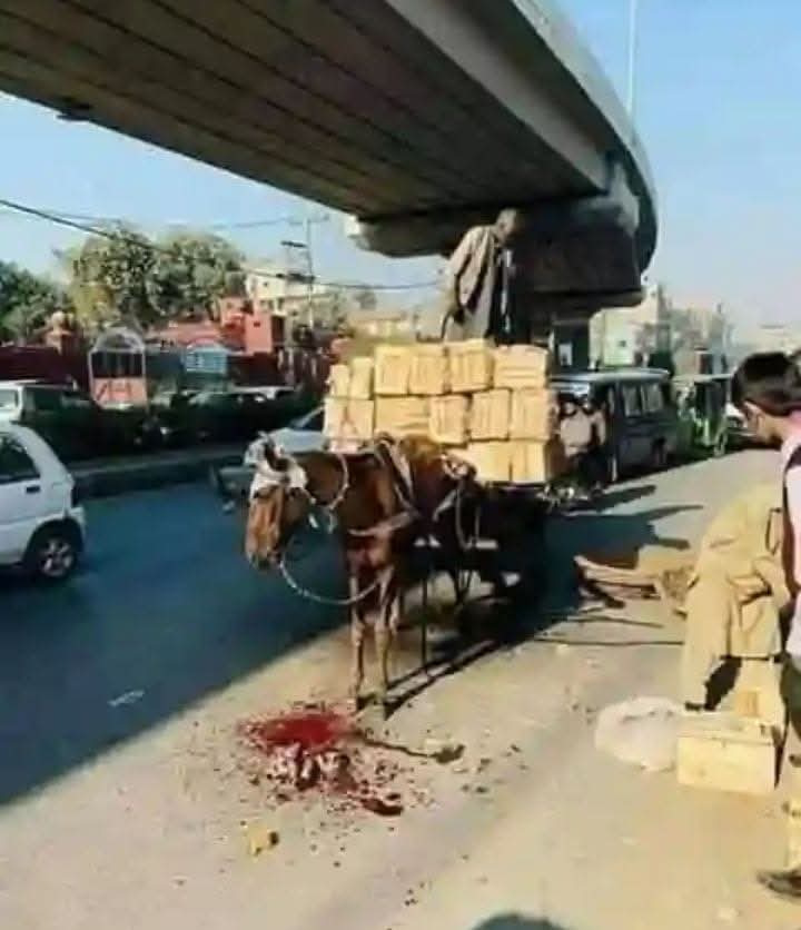اوور لوڈنگ کی وجہ سے جانور منہ کے بل گرا دانت ٹوٹ گئے اور اشرف المخلوق دوبارہ سامان لوڈ کرنے میں لگ گئے. یہ ایک تصویر ہمارے پورے معاشرہ کی عکاسی کررہی ہے 🐴💔😢👎
