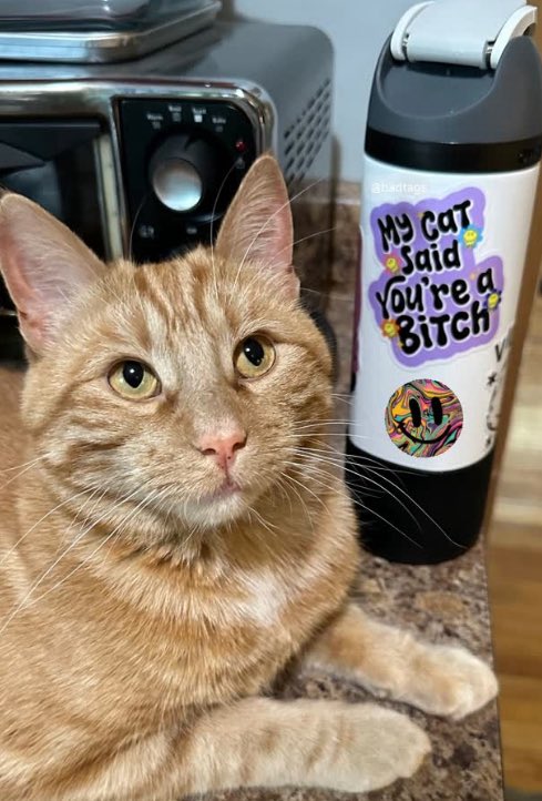 When your cat has a vibe ✨