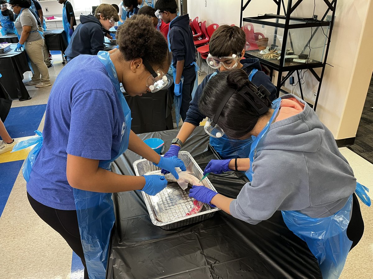 Sandy Springs Charter Middle School - FCS (@sscms_fcs) on Twitter photo Shark dissections being science to life for 7th grade students! <a href="/lamyerlewis/">La'Myer Lewis, EdS</a> <a href="/MarcquezHaley/">Marcquez Haley</a> <a href="/Mr_Hytowitz/">Mr. Hytowitz</a> <a href="/HosleyStephanie/">Stephanie Hosley</a> <a href="/lhwoodruff/">Laurie Woodruff</a> Shark dissections being science to life for 7th grade students! <a href="/lamyerlewis/">La'Myer Lewis, EdS</a> <a href="/MarcquezHaley/">Marcquez Haley</a> <a href="/Mr_Hytowitz/">Mr. Hytowitz</a> <a href="/HosleyStephanie/">Stephanie Hosley</a> <a href="/lhwoodruff/">Laurie Woodruff</a>