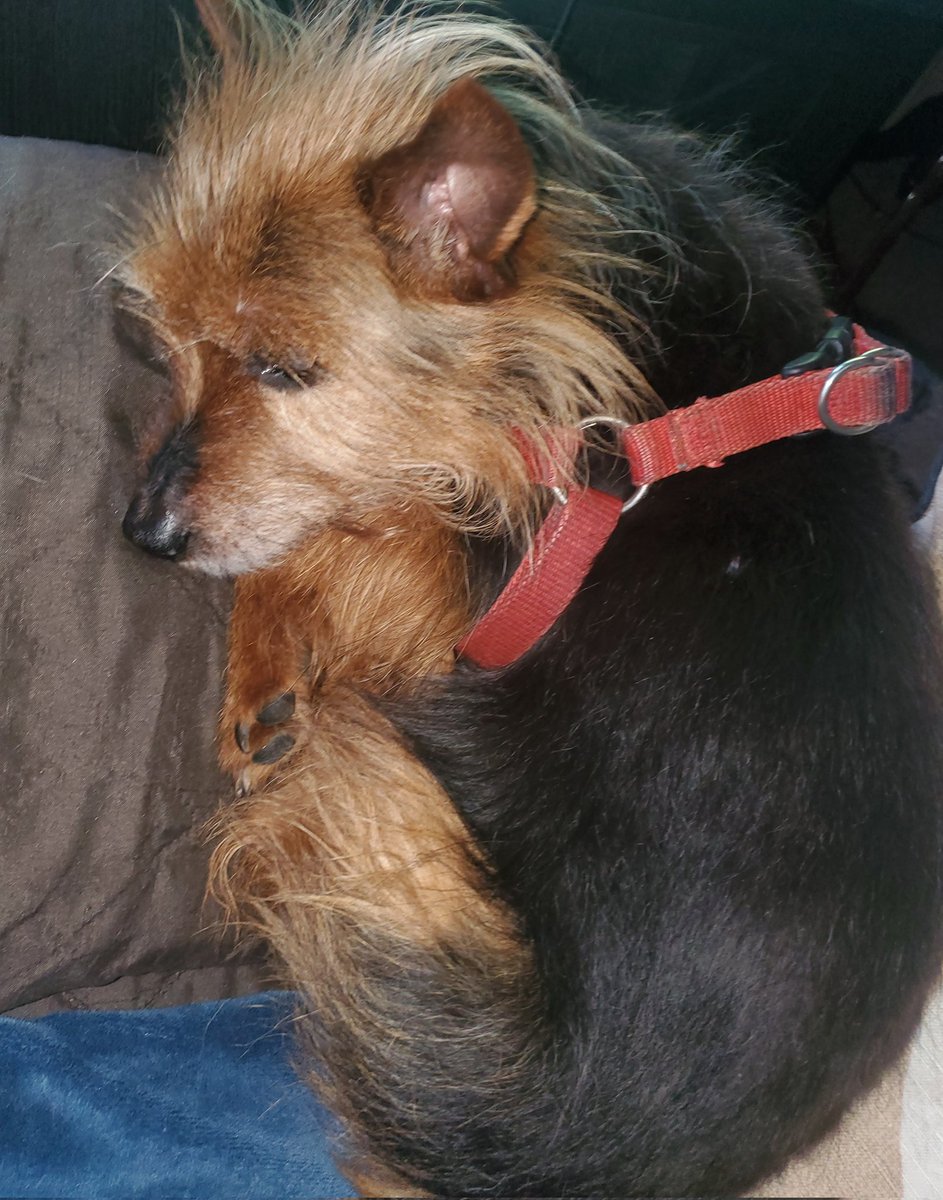 Autumn Kaufer, Author of fantasy & romance! 🥀 tweet media