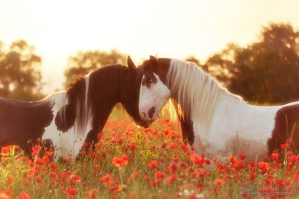 horseimage's tweet photo. horses bonding in field of poppies floral dream very close and loving beautiful moment https://t.co/pqVZ5qyQfe