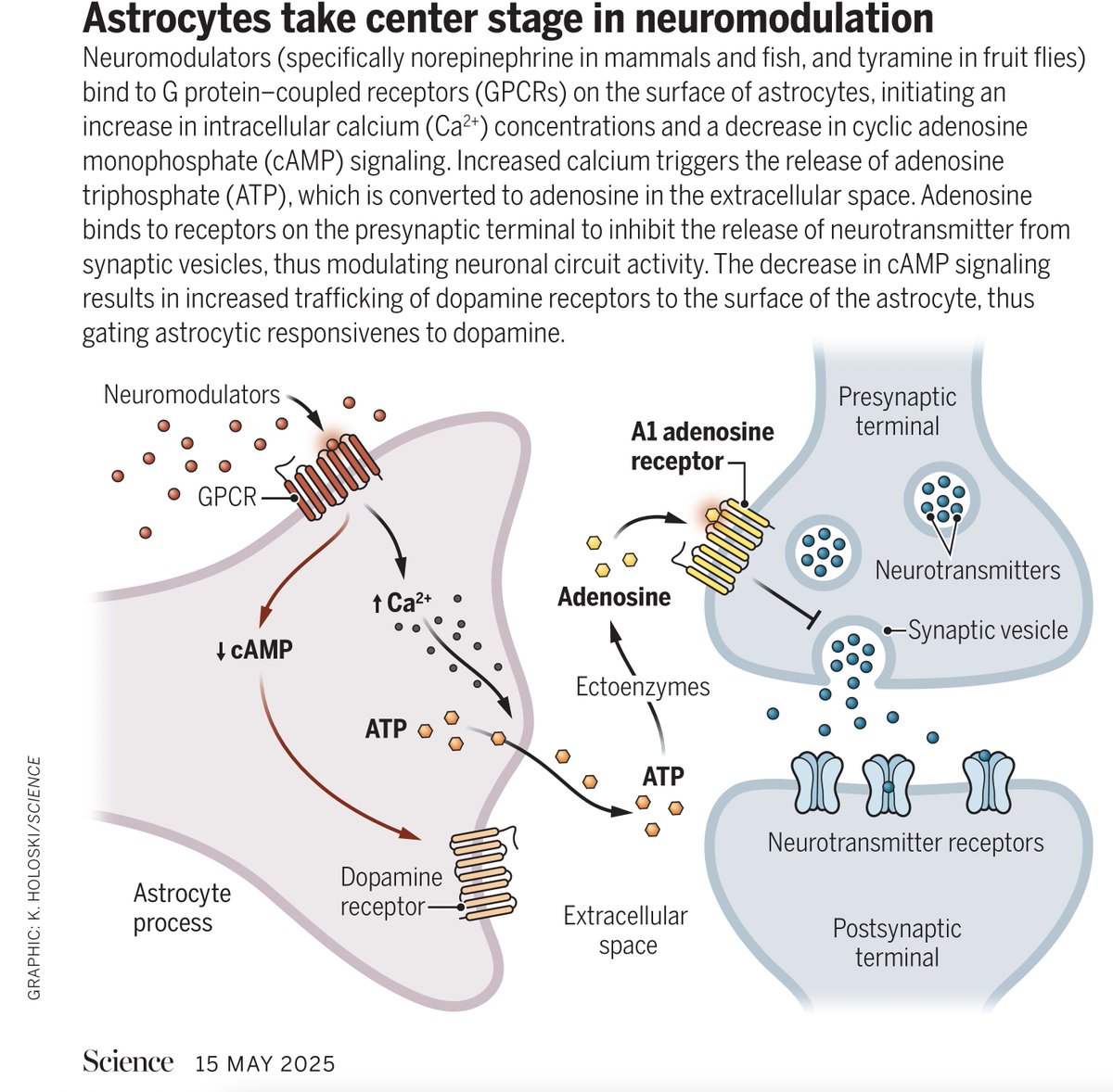 Eric Topol (@erictopol) on Twitter photo Astrocytes have long been conceived as passive support player cells in the brain. But today <a href="/ScienceMagazine/">Science Magazine</a> (via 3 reports) they got a big upgrade for their active role in neuromodulation and control of brain function
science.org/doi/10.1126/sc… Astrocytes have long been conceived as passive support player cells in the brain. But today <a href="/ScienceMagazine/">Science Magazine</a> (via 3 reports) they got a big upgrade for their active role in neuromodulation and control of brain function
science.org/doi/10.1126/sc…