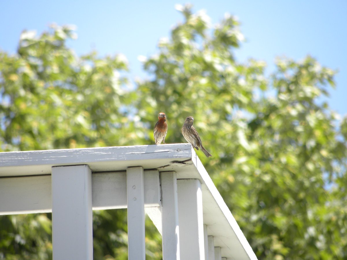 TheCEOofrolls's tweet photo. House Finches https://t.co/dNCY8LBEFq