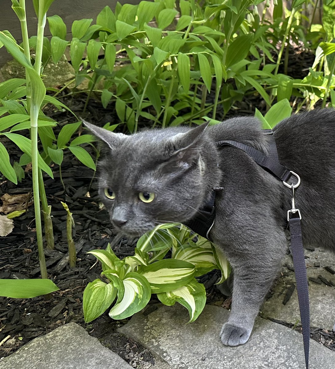 NyarlathoSteph's tweet image. #TFW you only want to sniff where the squirrel just sat, but the neighbour dog keeps barking. 😾 

#GreyKitty is so hard done by.