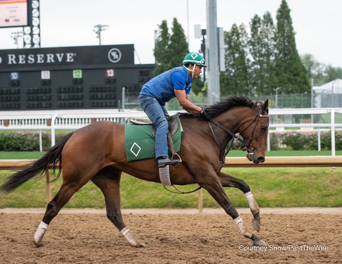 Multiple graded stakes winner Scylla (Tapit), who is a full sister to Tacitus and Batten Down

[Photo taken 3 weeks ago at Churchill]