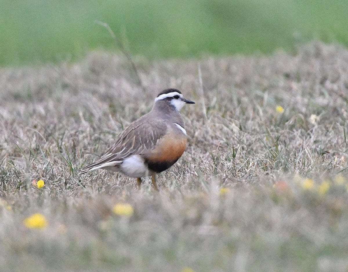 Keith Davison (@badgeman49) on Twitter photo Dotterel showed nicely at North Gare today. Beautiful birds. Thanks to the finder. <a href="/teesbirds1/">teesbirds</a> <a href="/DurhamBirdClub/">Durham Bird Club</a> <a href="/Natures_Voice/">RSPB</a> <a href="/bbcwildlifemag/">BBCWildlifeMagazine</a> <a href="/BBCSpringwatch/">BBC Springwatch</a> Dotterel showed nicely at North Gare today. Beautiful birds. Thanks to the finder. <a href="/teesbirds1/">teesbirds</a> <a href="/DurhamBirdClub/">Durham Bird Club</a> <a href="/Natures_Voice/">RSPB</a> <a href="/bbcwildlifemag/">BBCWildlifeMagazine</a> <a href="/BBCSpringwatch/">BBC Springwatch</a>