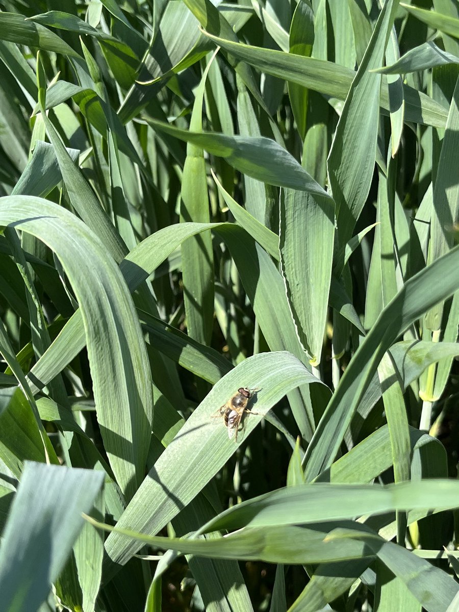 De #klaveronderzaai in de tarwe bevat ook huttentut (Deder), deze huttentut doet het erg goed dit jaar en staat al volop in bloei. Een trekpleister voor vlinders 🦋 en bijen 🐝  zo.