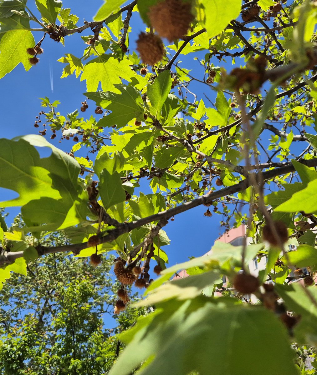 Şehir içindeki boylu ağaçlarımızdan bazı "Doğu çınarları" (#Platanusorientalis) mart sonunda yaşanan don olayından etkilenmiş, yeni çıkan tohum salkımları ve  yaprakları zarar görmüştü. Tekrar yapraklarını çıkarıp hayata tutundular!                          
 Batıkent/Ankara