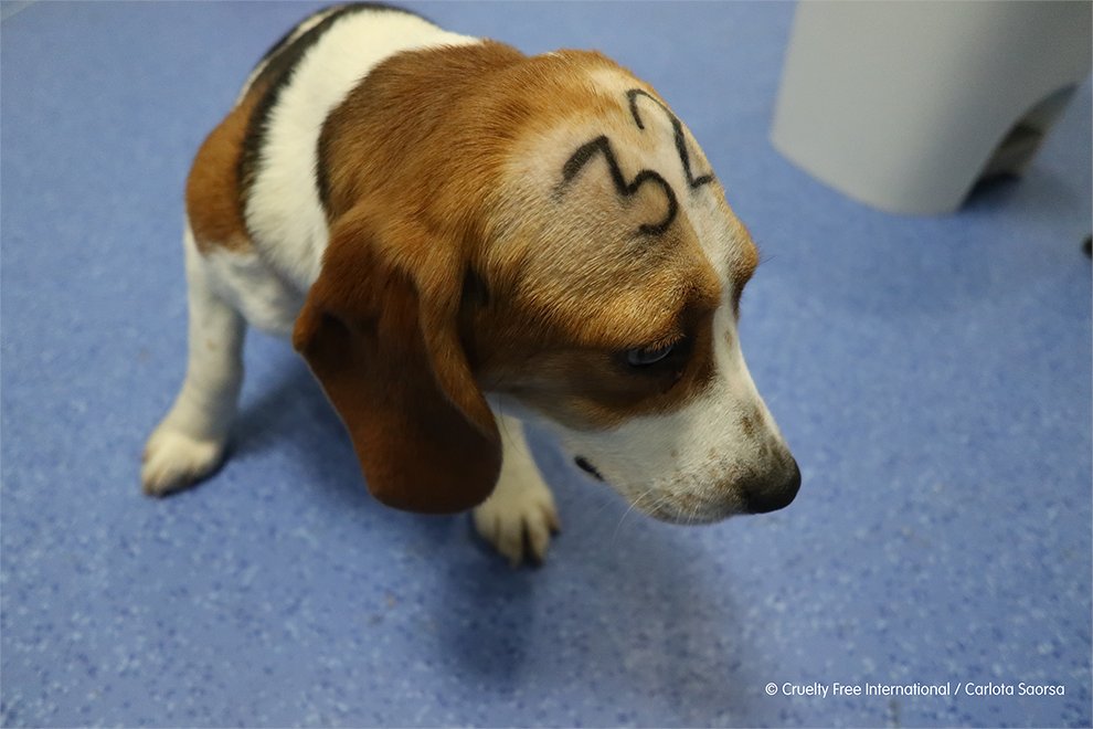 StopCamarles's tweet photo. La primera foto es de uno de los cientos de beagles que han sido torturados y asesinados en el laboratorio madrileño de Vivotecnia (empresa que sigue siendo contratada con ingentes cantidades de dinero público). 
Durante su triste vida como “nº32”, este beagle sólo conoció una jaula y un inimaginable sufrimiento hasta que fue masacrado y descuartizado en algún inútil experimento.

La segunda foto es de Bronson, un precioso beagle que hoy tiene una feliz vida en Escocia tras haber sido rescatado de la tortura de un “laboratorio español” (puedes seguir sus aventuras en https://t.co/PZxYWBfL0l )

Cada año, más de 1.000.000 de animales son “usados” en los laboratorios españoles y, la mayoría de ellos, son asesinados después de haber soportado una horrible vida llena de torturas. 

Por favor, ayúdanos a que, como Bronson, todos ellos sean dados en adopción y puedan tener otra oportunidad de disfrutar de la feliz vida de la que jamás se les debería haber privado.

https://t.co/mL4VTs4OX0 

@DianaMorantR  @CienciaGob 

#NoEsCiencia #AboliciónVivisección