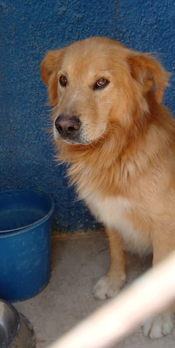 Hace unos días lo encontraron en la calle, sin chip, escapado? Perdido? 
Pues no sabemos pero nadie ha llamado por él.
Así que le buscamos hogar
Es muy asustadizo con otros perros, quizás nunca lo hayan socializado.
Le llamamos Brown