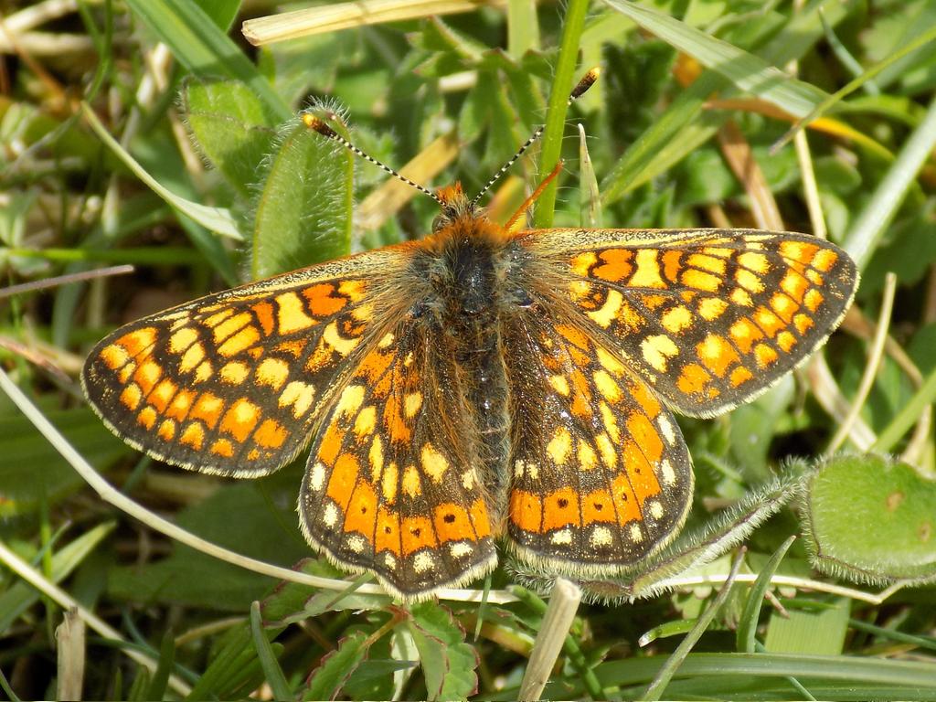 Marsh Fritillaries quite easy to find when the sun came out today at Prestbury Hill near Cheltenham.