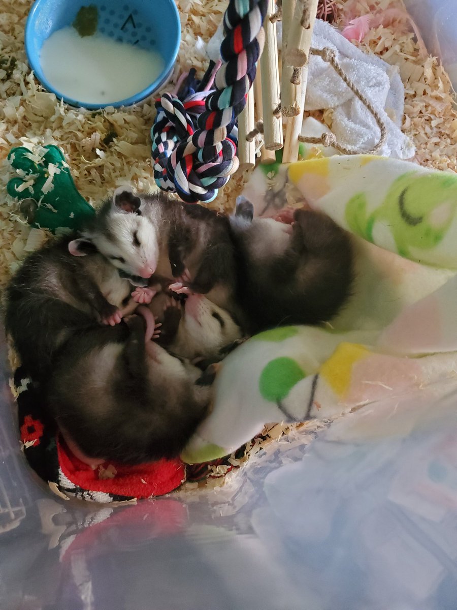 Possumeveryhour.io (@possumeveryhour) on Twitter photo 