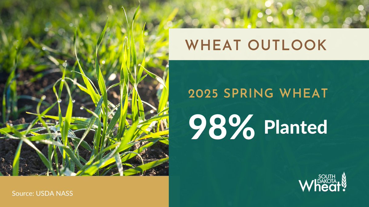 South Dakota Wheat Progress:🌾Spring wheat planting is 98% complete with 74% emerged. Winter wheat conditions are rated 19% good. Spring wheat is faring better at 28% good and 5% excellent. #SDWheat