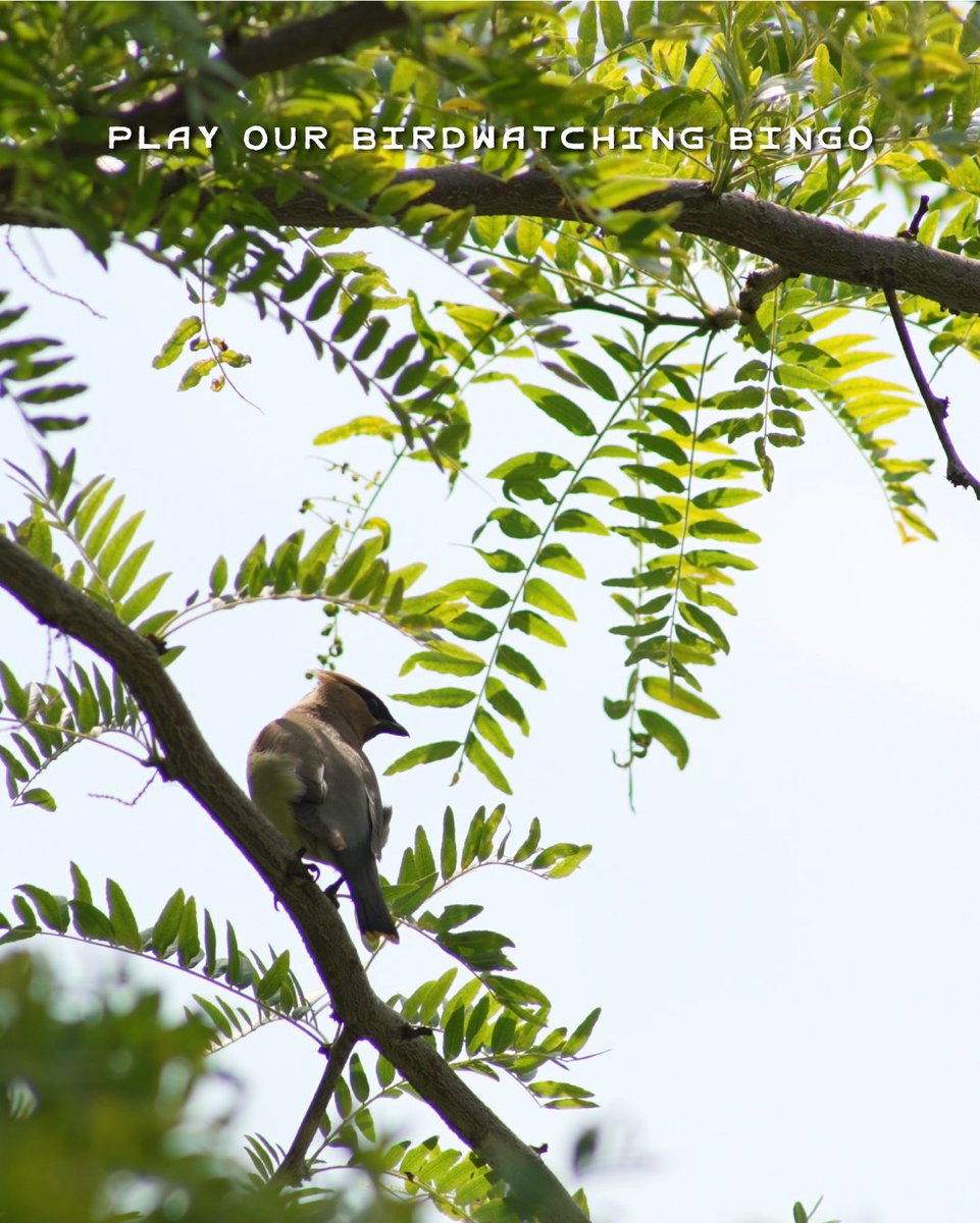 The BC Bird Trail tweet media