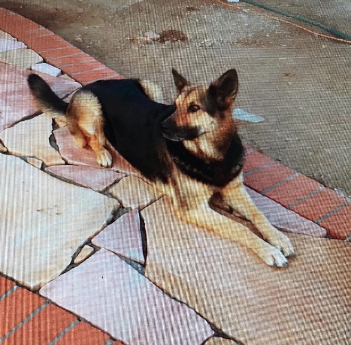 gh0ulyy's tweet photo. ❤️🕊️🐕🪽 https://t.co/IjNBqLz8FE