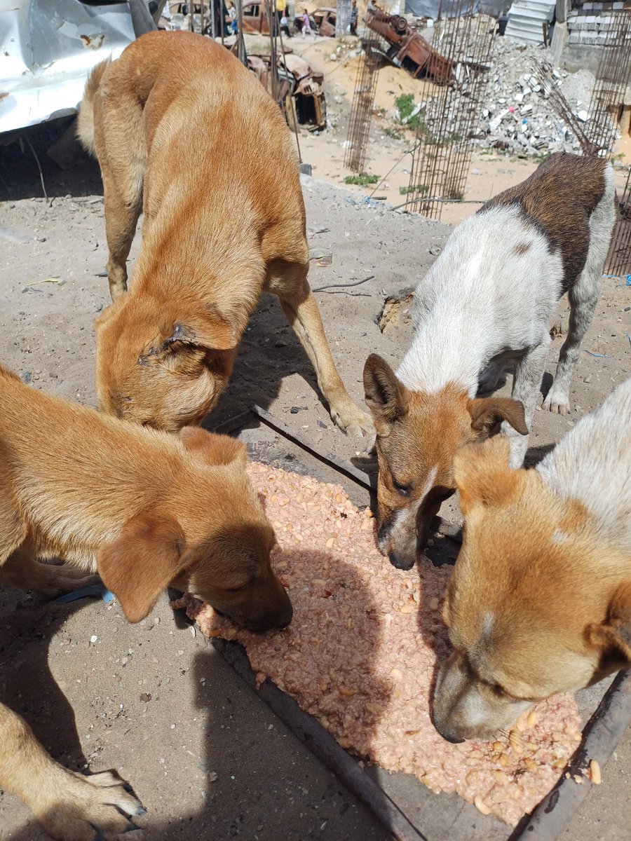 helpAnimalXxx's tweet photo. Hello all friends. I regret to inform you that the situation is getting worse every moment and there is no sign of any horizon. We are in a circle of the unknown, unfortunately. We are not only dying from the bombing, but also from the grief and hunger. They have no voice, but their eyes say everything: pain, fear, and terror. But when we feed them, even for a moment, they feel seen, loved, and alive. I have $177 left of my debt to the merchant. Thank you all for making a big difference and taking care of these angels.
https://t.co/RWMRPM509k