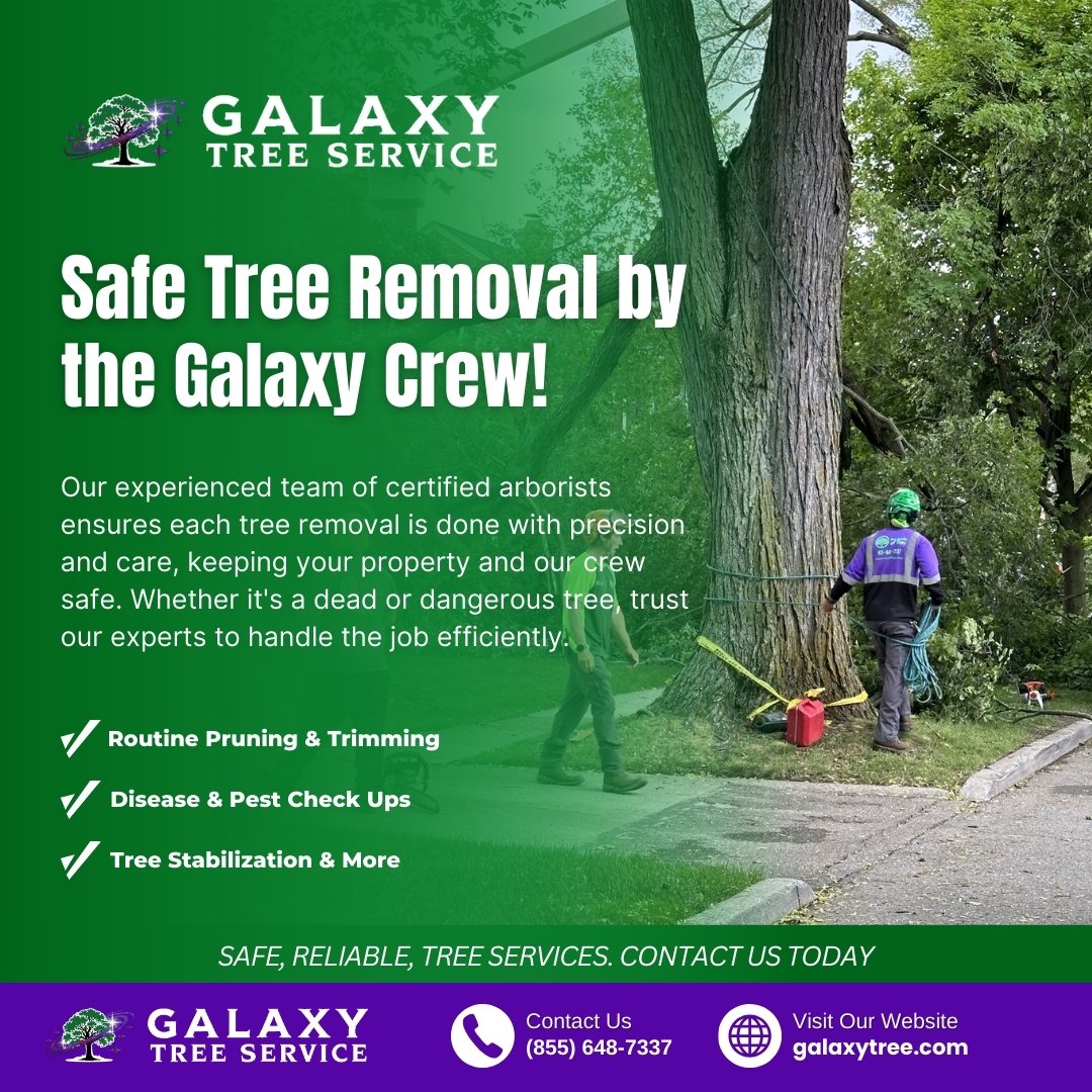 galaxytreemi's tweet image. Safe tree removal done right! 🌳 The Galaxy Crew uses expert care and precision to keep your property safe. Book now at (855) 648-7337 or galaxytree.com.
#TreeRemoval #GalaxyTreeService #SafeTreeWork #Arborist