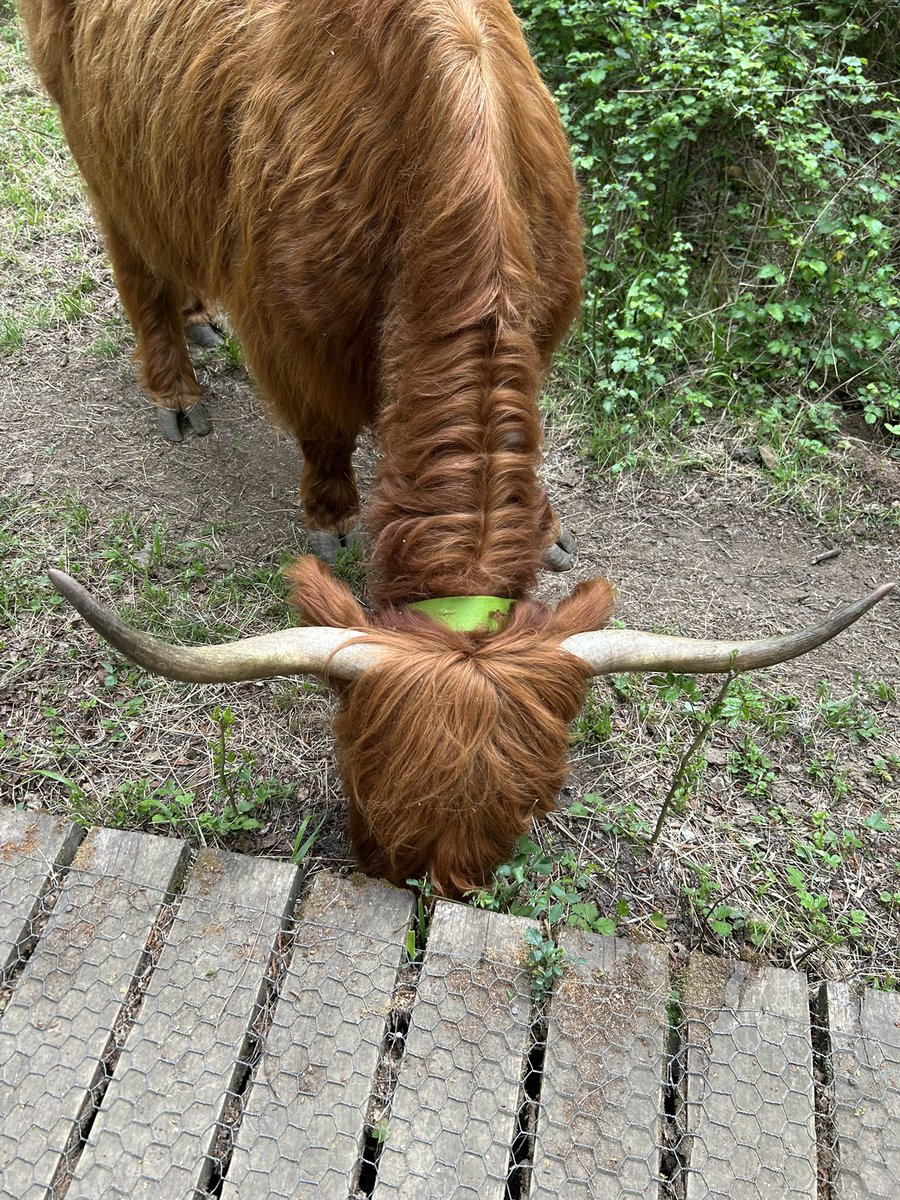 Kettering Wildlife corner tweet media