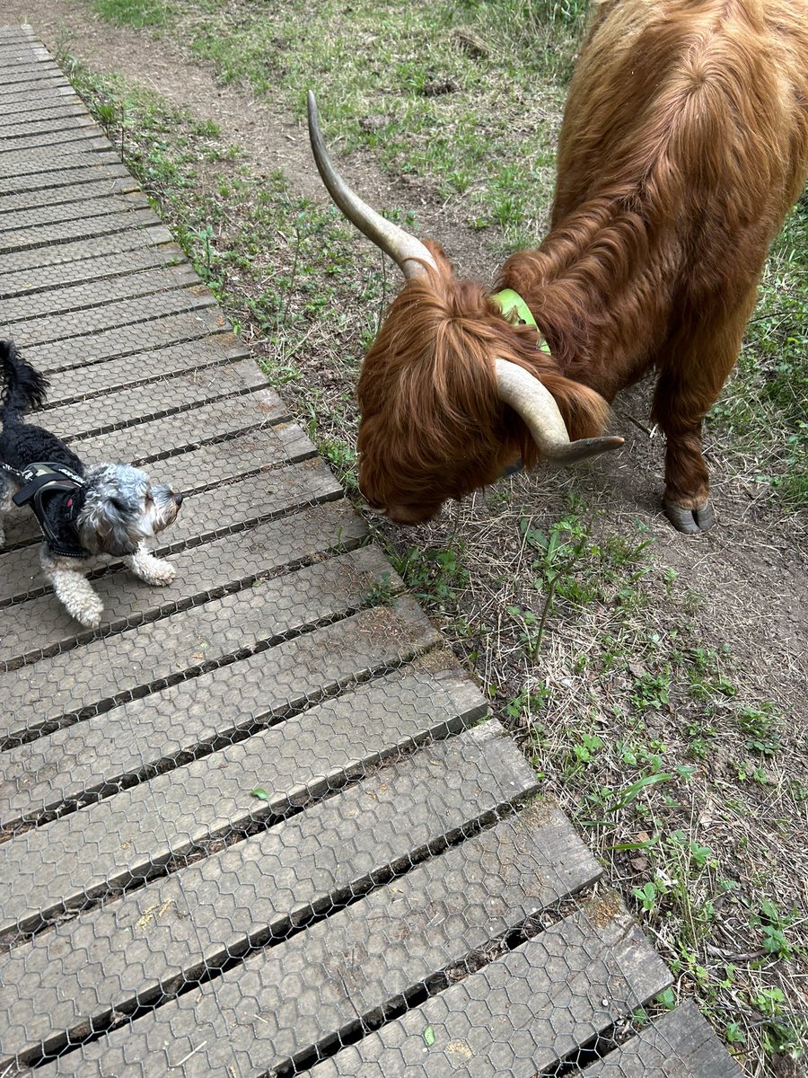 Kettering Wildlife corner tweet media