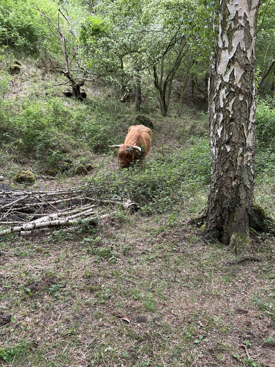 Kettering Wildlife corner tweet media