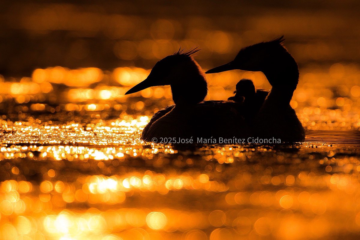benitezjosem's tweet image. El sol se pone, y en una charca extremeña se recortan las siluetas sobre tonos dorados, de una familia de somormujos lavancos. Es una de las aves más bonitas que podemos observar en los humedales extremeños.