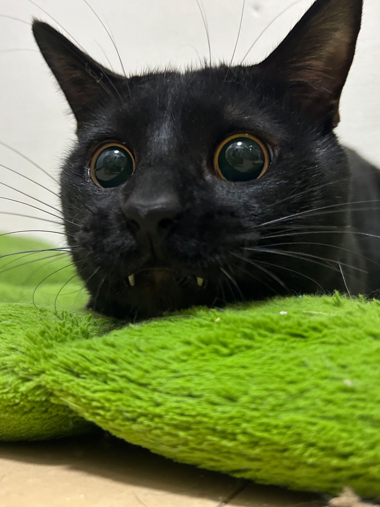 「サビ猫」ポジャギ　けいとたまちゃんです！！！ 低価格 サビ猫」ポジャギ けいとたまちゃんです！！！ - その他