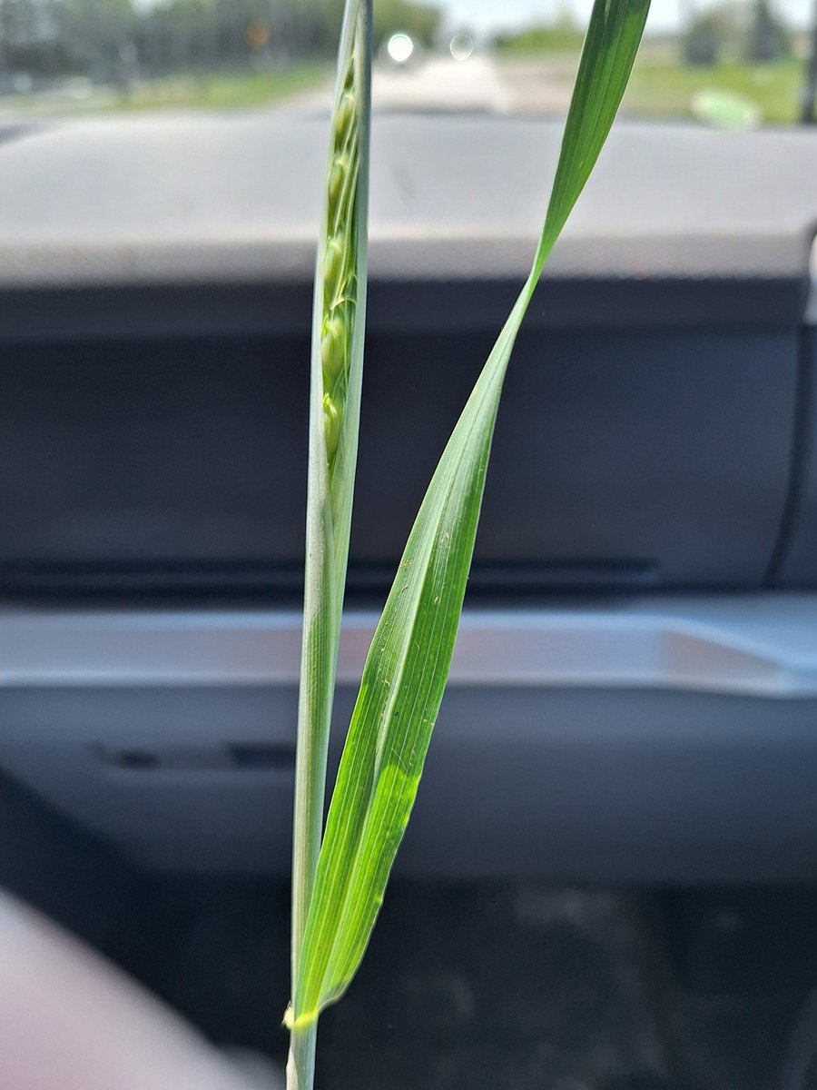 SCSAgronomy's tweet image. #agrisagronomy if you see this in your wheat and still spraying T2 Group 11 you need to stop and switch to a Group 3 or delay until full head emergence and flowering if disease pressure is low