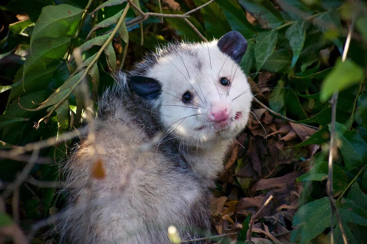 Possumeveryhour.io (@possumeveryhour) on Twitter photo 