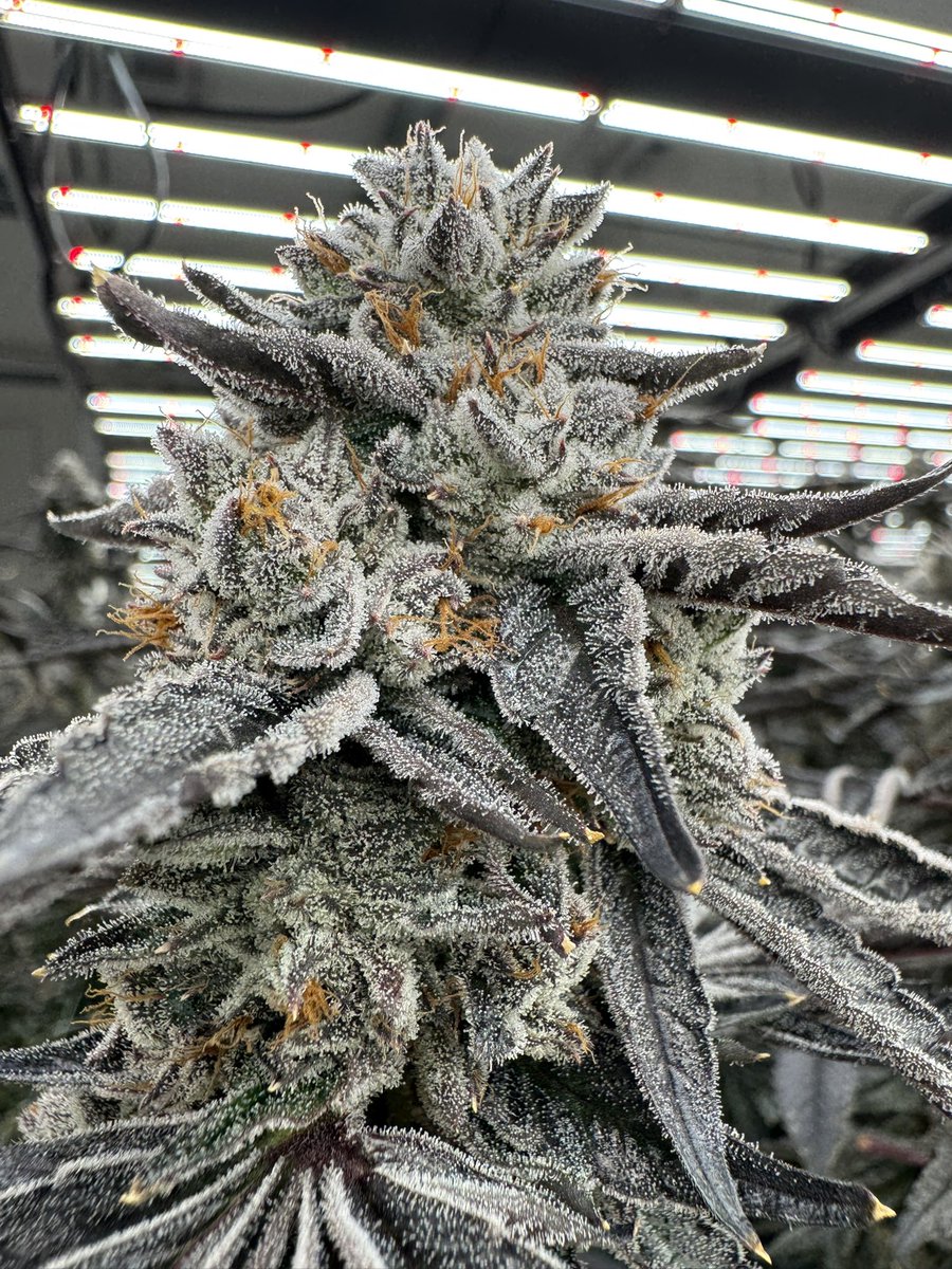 G3Cultivators's tweet photo. some new new coming your way! Bluntz 🥶 
#Blunts#Cannabisconnoisseur#Pressure https://t.co/gYZRKxJfFt