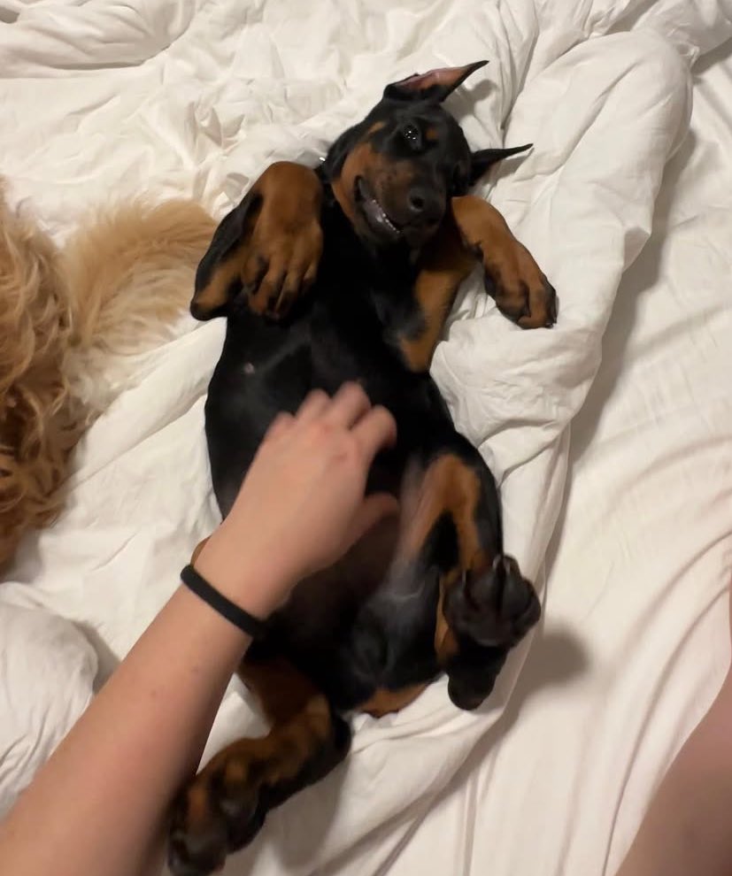 boa noite do Nic para vocês